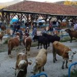 Bir ilçede hastalık alarmı: Kurban pazarı kapatıldı, 25 mahalle ve 15 köy karantinaya alındı!