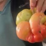Yerli tohumun gücü şaşırttı! Tam 1 kilo 400 gram
